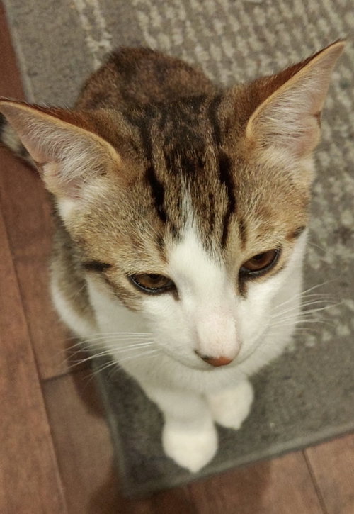 Kiwi, Baby Domestic Short Hair (short coat), cat for adoption in Clifton, New Jersey