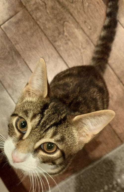 Stripes2, an adoptable Domestic Short Hair in Colonia, NJ