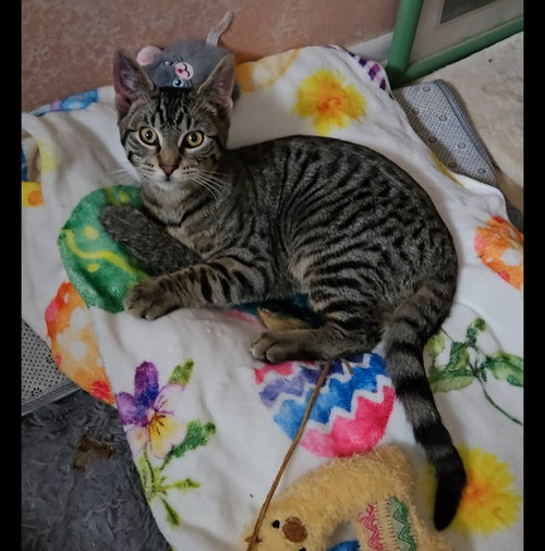 Zachary, an adoptable Domestic Short Hair in Colonia, NJ