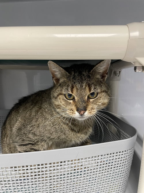 Marigold2, an adoptable Domestic Short Hair in Colonia, NJ