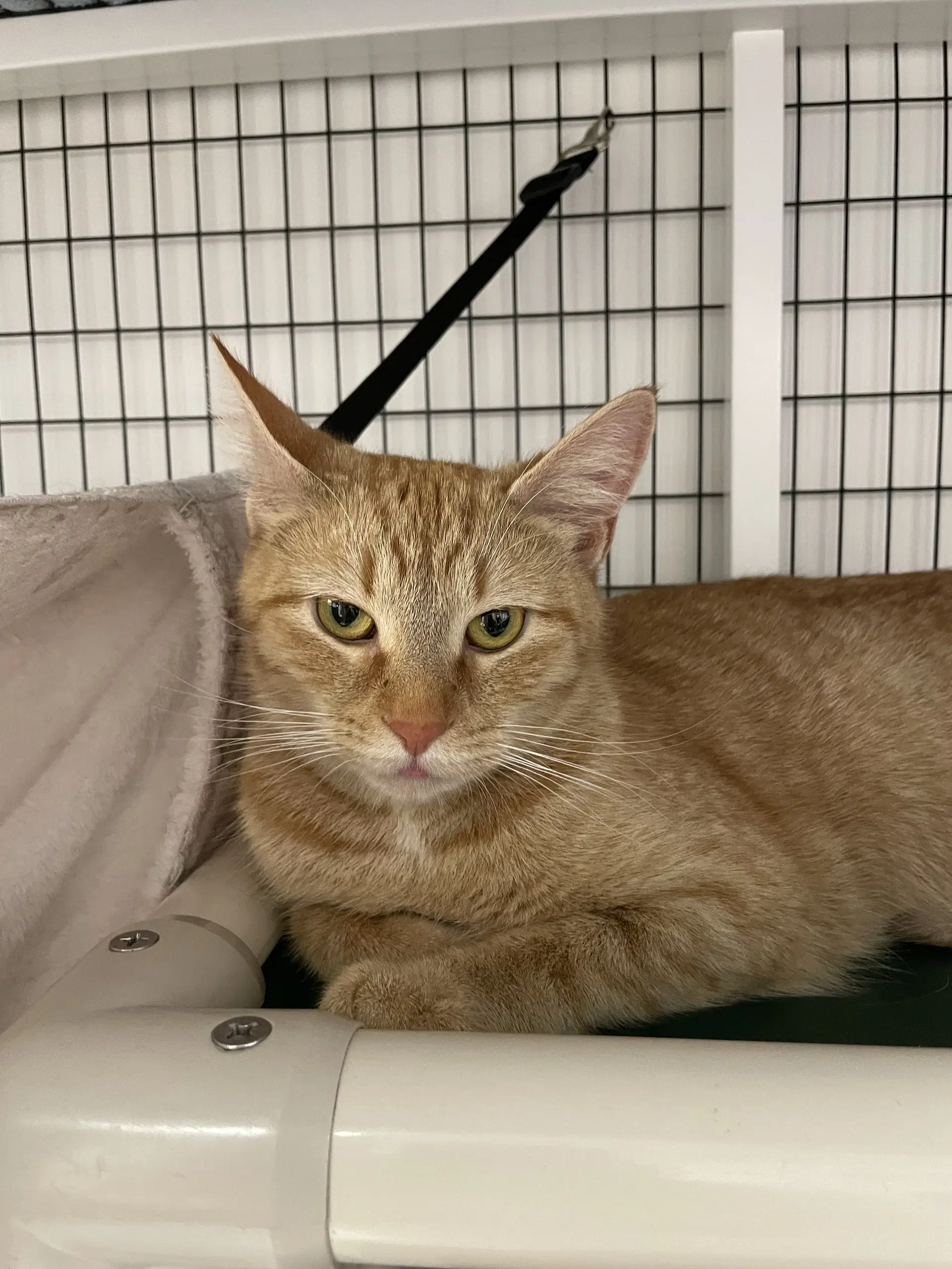 Clementine - Domestic Short Hair