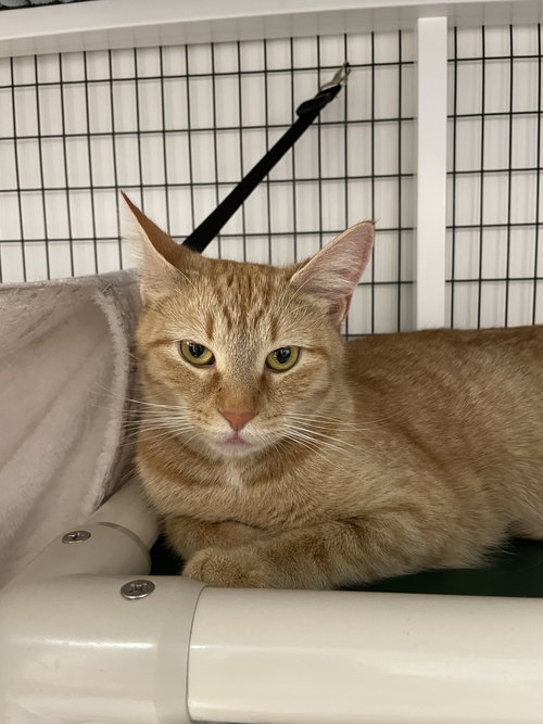 Clementine, an adoptable Domestic Short Hair in Colonia, NJ