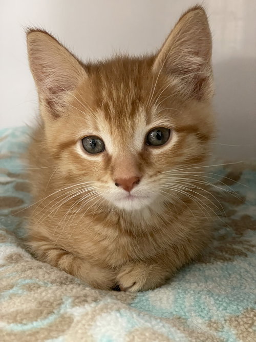 Jack, an adoptable Domestic Short Hair in Colonia, NJ