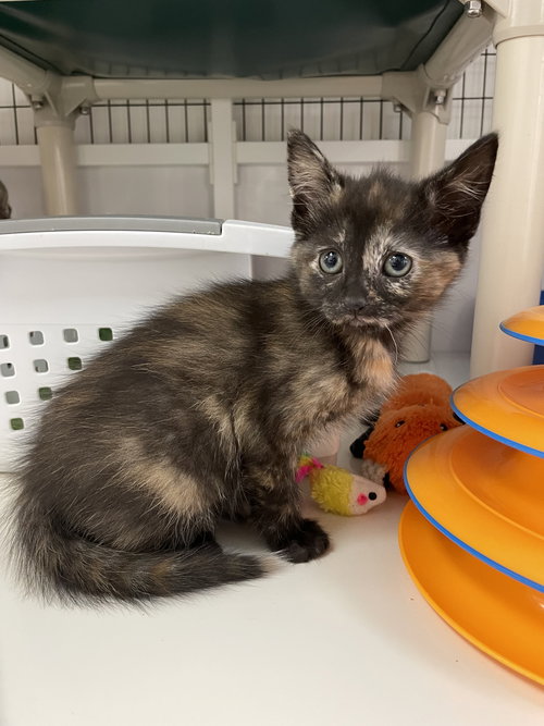 Janet, an adoptable Domestic Short Hair in Colonia, NJ