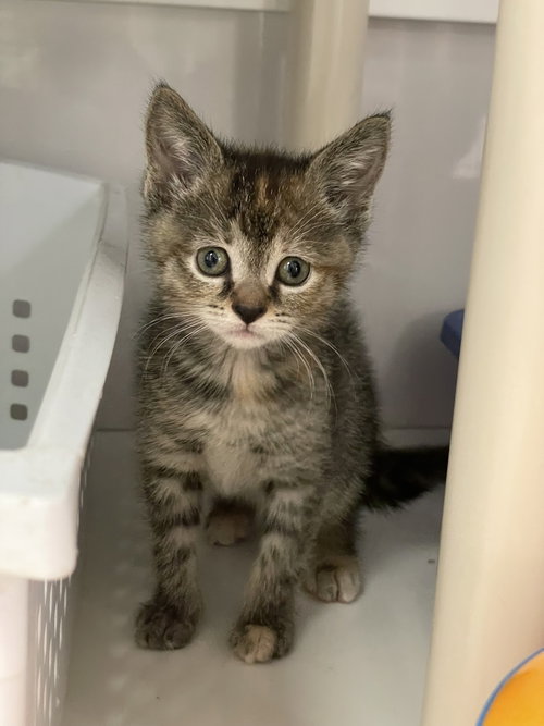 Chrissy, an adoptable Domestic Short Hair in Colonia, NJ