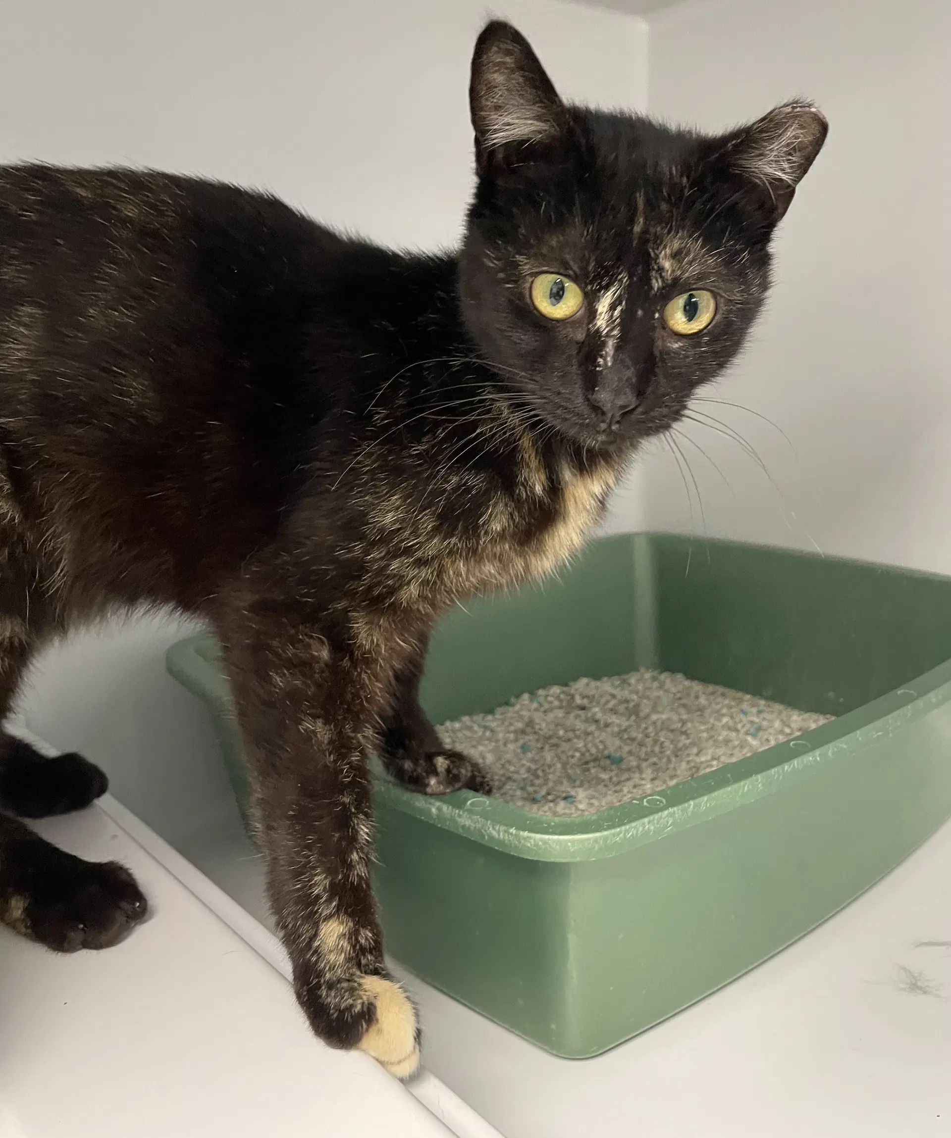 Pansy - Domestic Short Hair