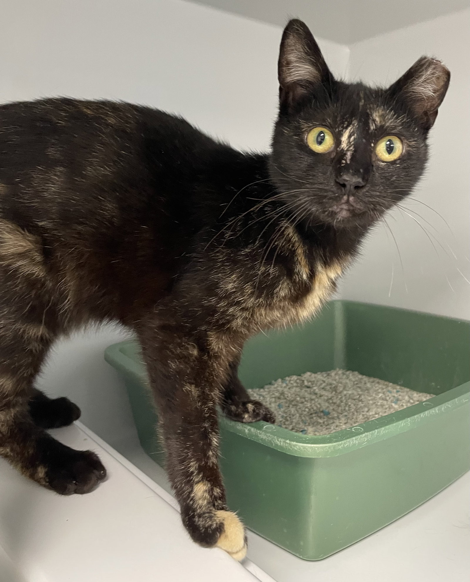 Pansy2, photo 2