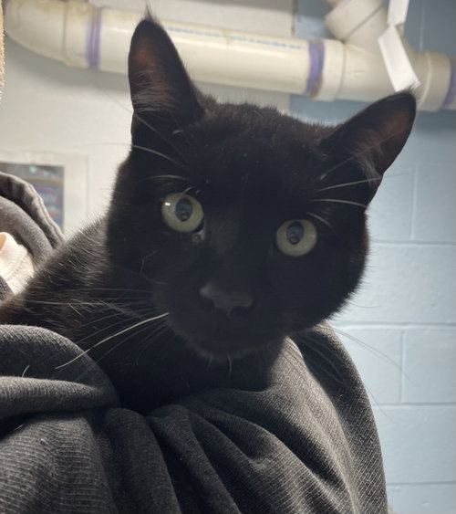 Darby, an adoptable Domestic Short Hair in Colonia, NJ