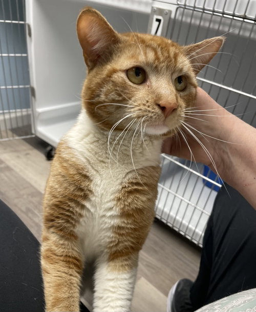 Booker, an adoptable Domestic Short Hair in Colonia, NJ
