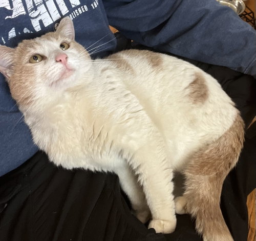 Chester, an adoptable Domestic Short Hair in Colonia, NJ