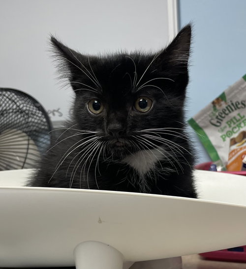 Pearl3, an adoptable Domestic Short Hair in Colonia, NJ