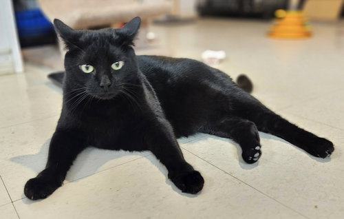 Elvis, an adoptable Domestic Short Hair in Colonia, NJ