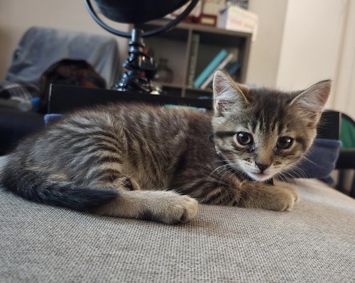 Gina, an adoptable Domestic Short Hair in Colonia, NJ