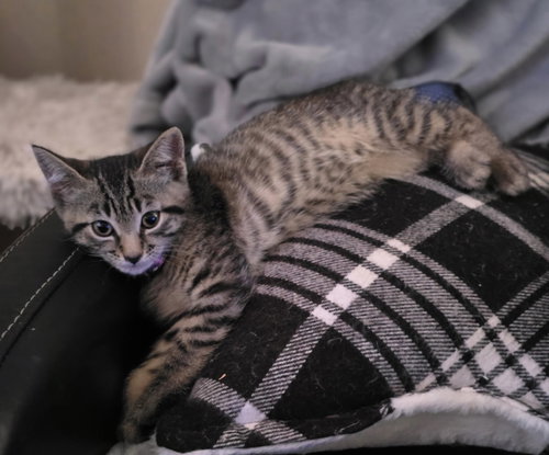 Deb, an adoptable Domestic Short Hair in Colonia, NJ