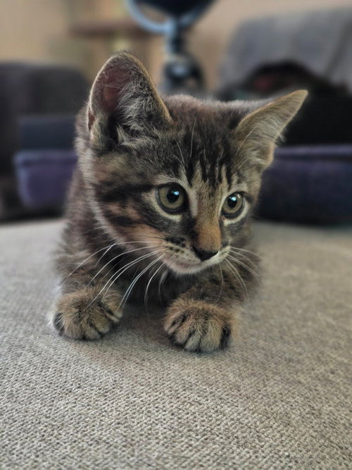 Warren, an adoptable Domestic Short Hair in Colonia, NJ