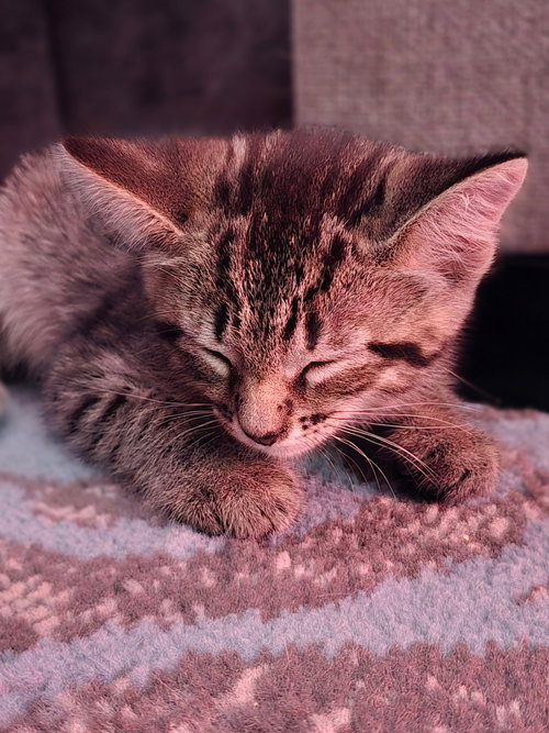 Rex, an adoptable Domestic Short Hair in Colonia, NJ