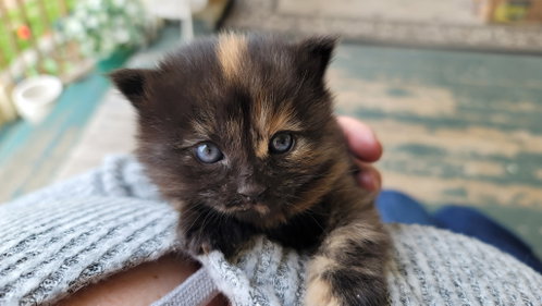 Lysandra, an adoptable Domestic Short Hair in Colonia, NJ