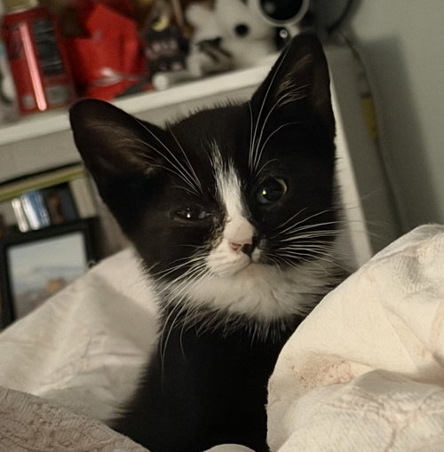 Henrietta2, Baby Domestic Short Hair (short coat), cat for adoption in New Brunswick, New Jersey