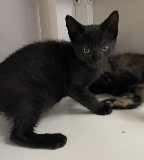 Rowan2, Baby Domestic Short Hair (short coat), cat for adoption in New Brunswick, New Jersey