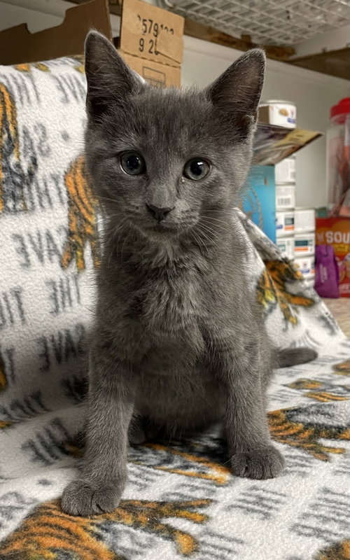 Calaena, Baby Domestic Short Hair (short coat), cat for adoption in New Brunswick, New Jersey