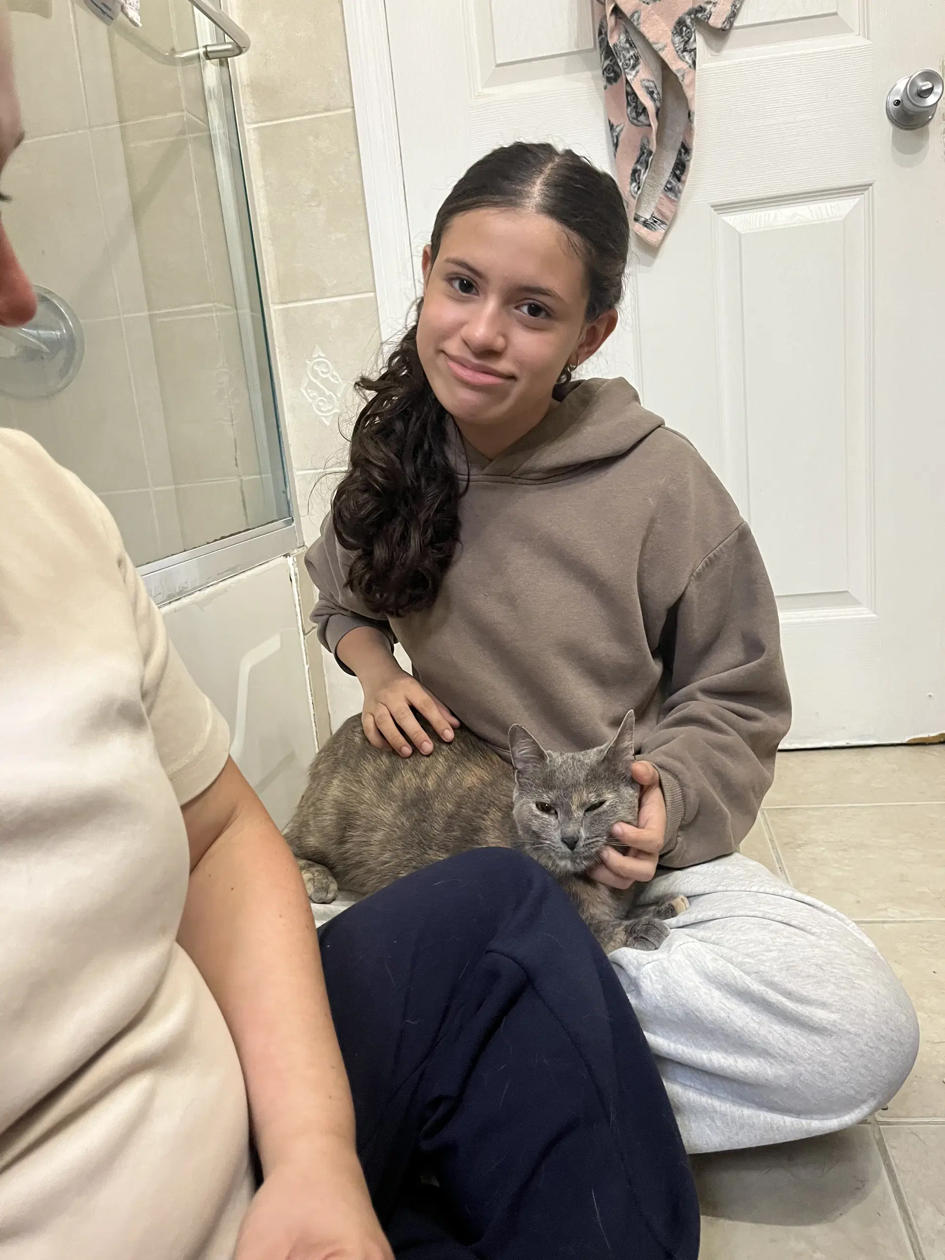 Sandy - Domestic Short Hair