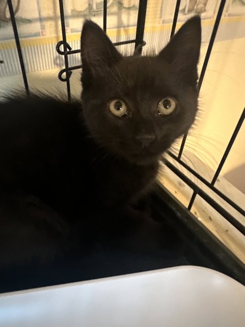 Angelina Black Kitten