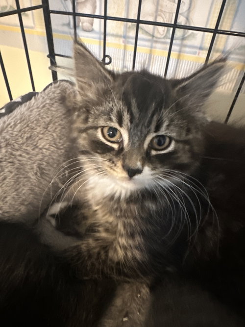 Angelina Brown Tabby