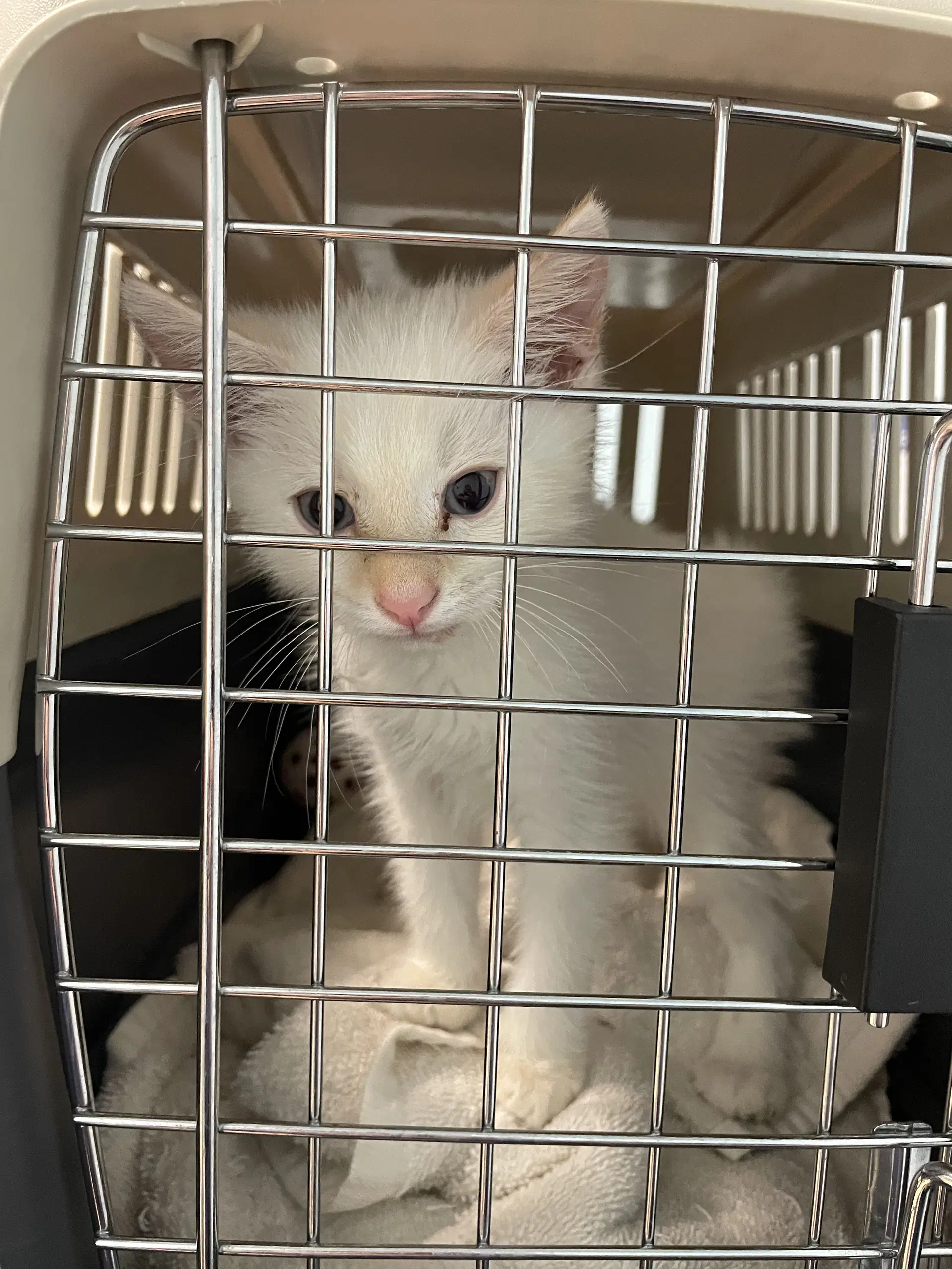 Babe - Domestic Short Hair