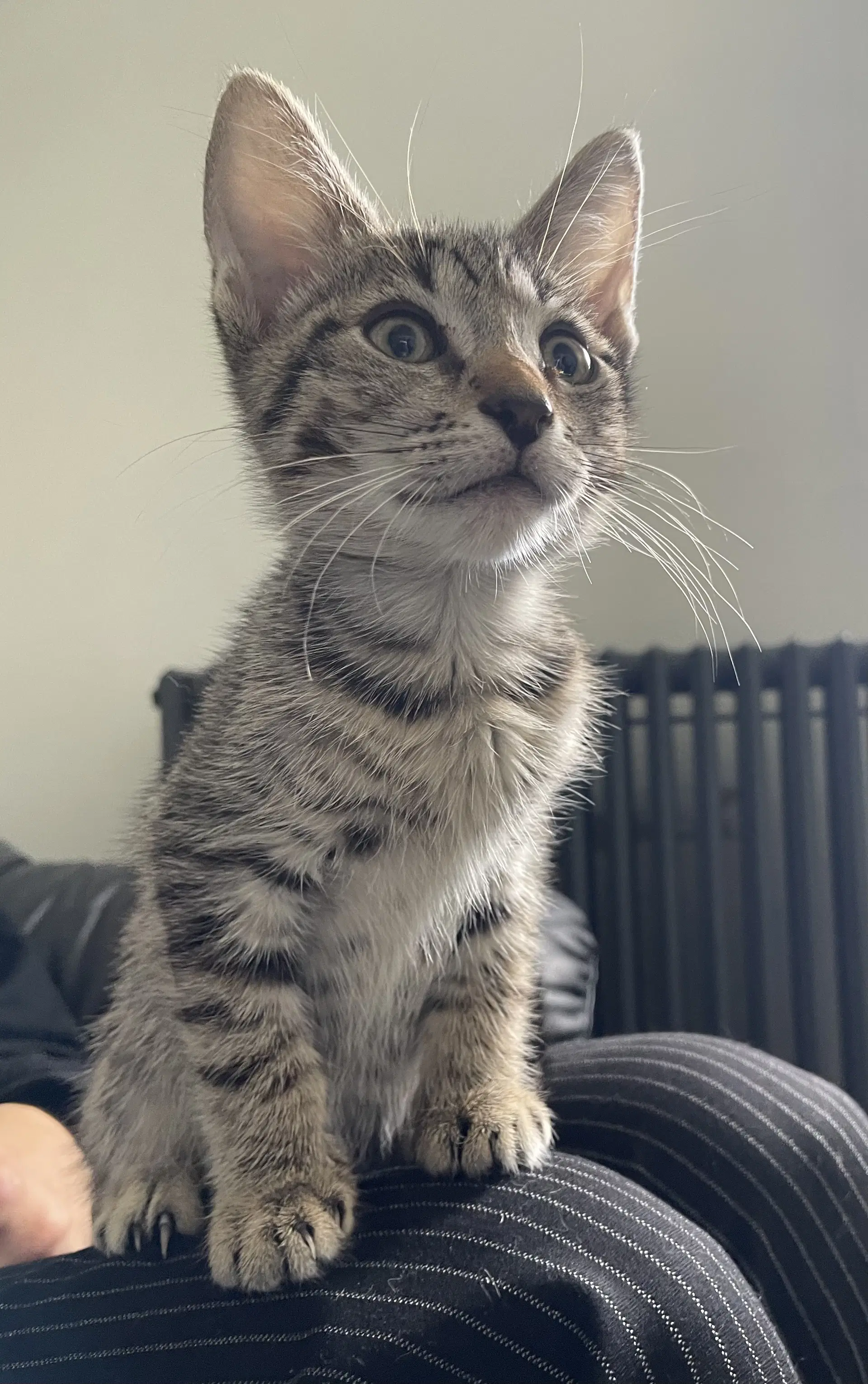 Arnold - Domestic Short Hair