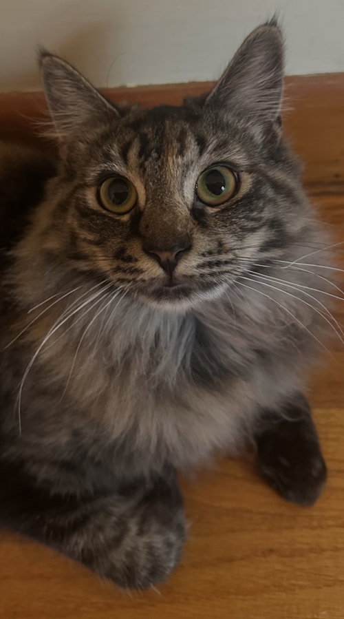 Amber