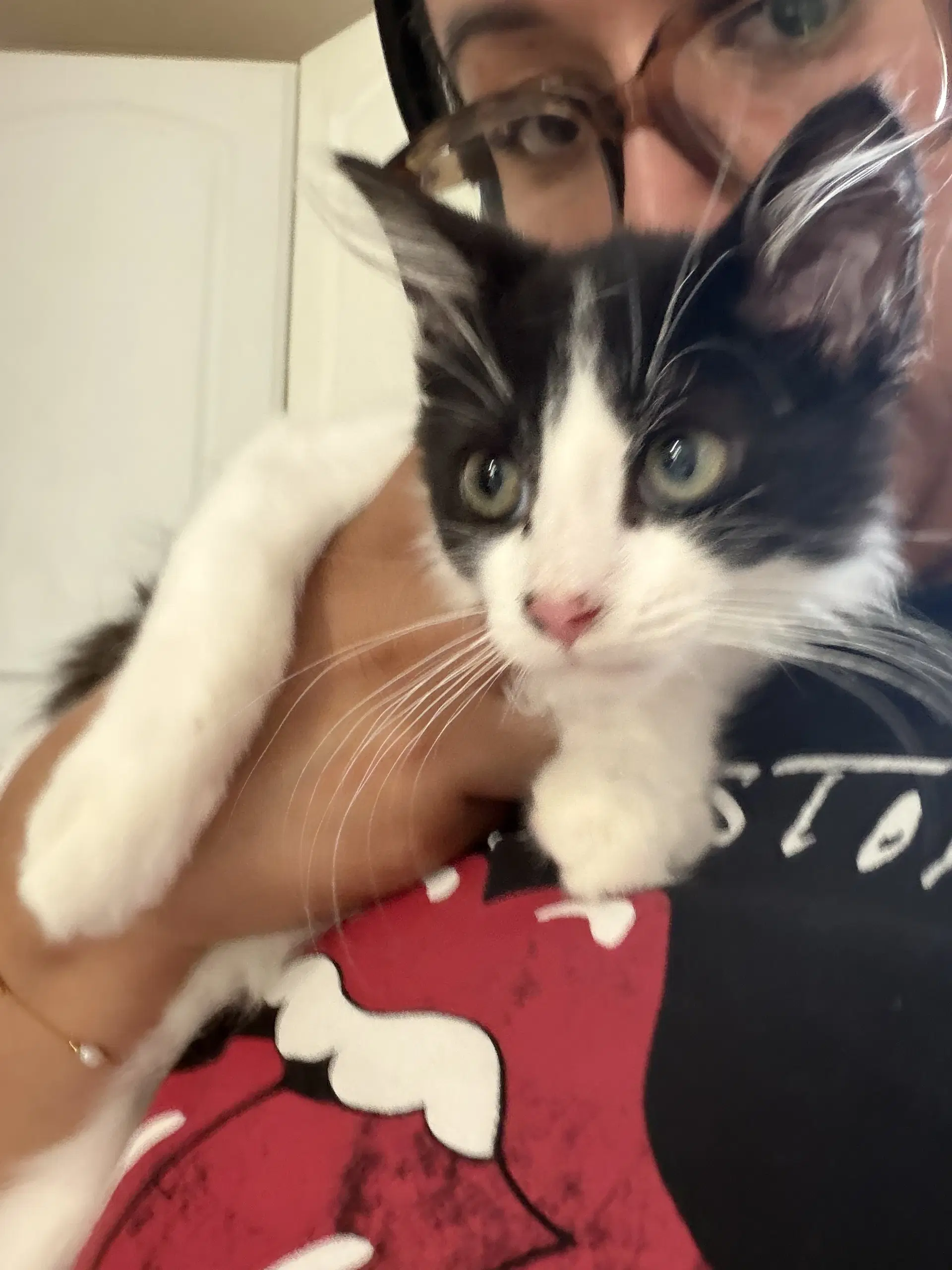 Hank - Domestic Medium Hair