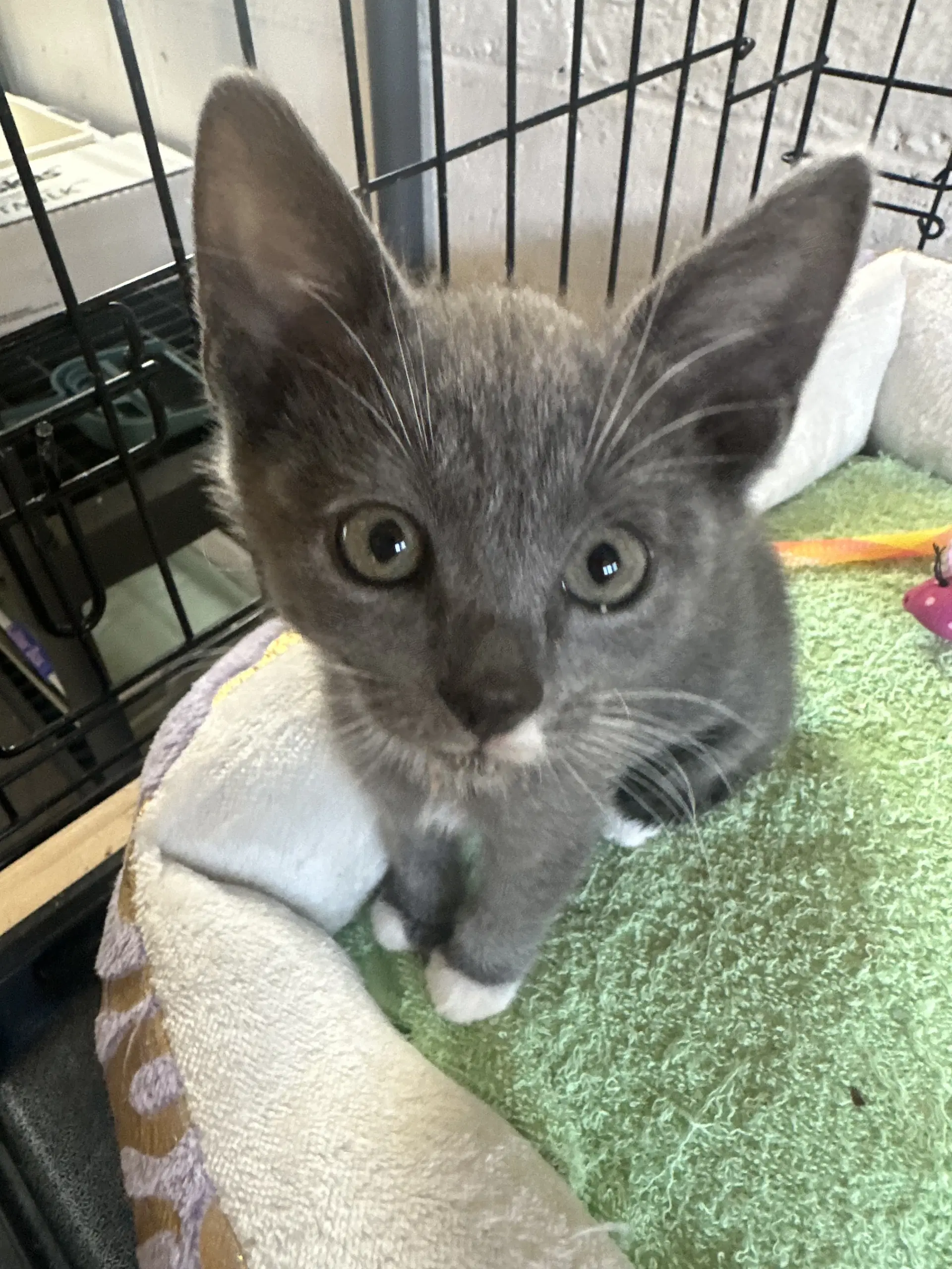 Gray - Domestic Short Hair