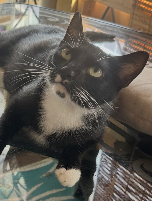 Lola5, Adult Domestic Short Hair (short coat), cat for adoption in Valley Stream, New York