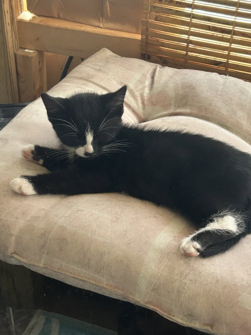 Stubbs2, Baby Domestic Short Hair (short coat), cat for adoption in Valley Stream, New York