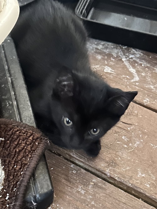 Jet, Baby Domestic Short Hair (short coat), cat for adoption in Valley Stream, New York