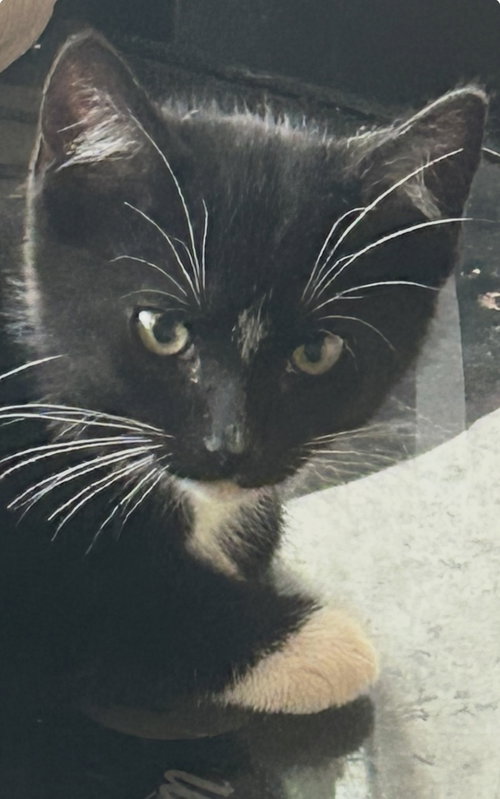 Shondell, Baby Domestic Short Hair (short coat), cat for adoption in Valley Stream, New York