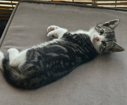 Grayson, Baby Domestic Short Hair (short coat), cat for adoption in Valley Stream, New York