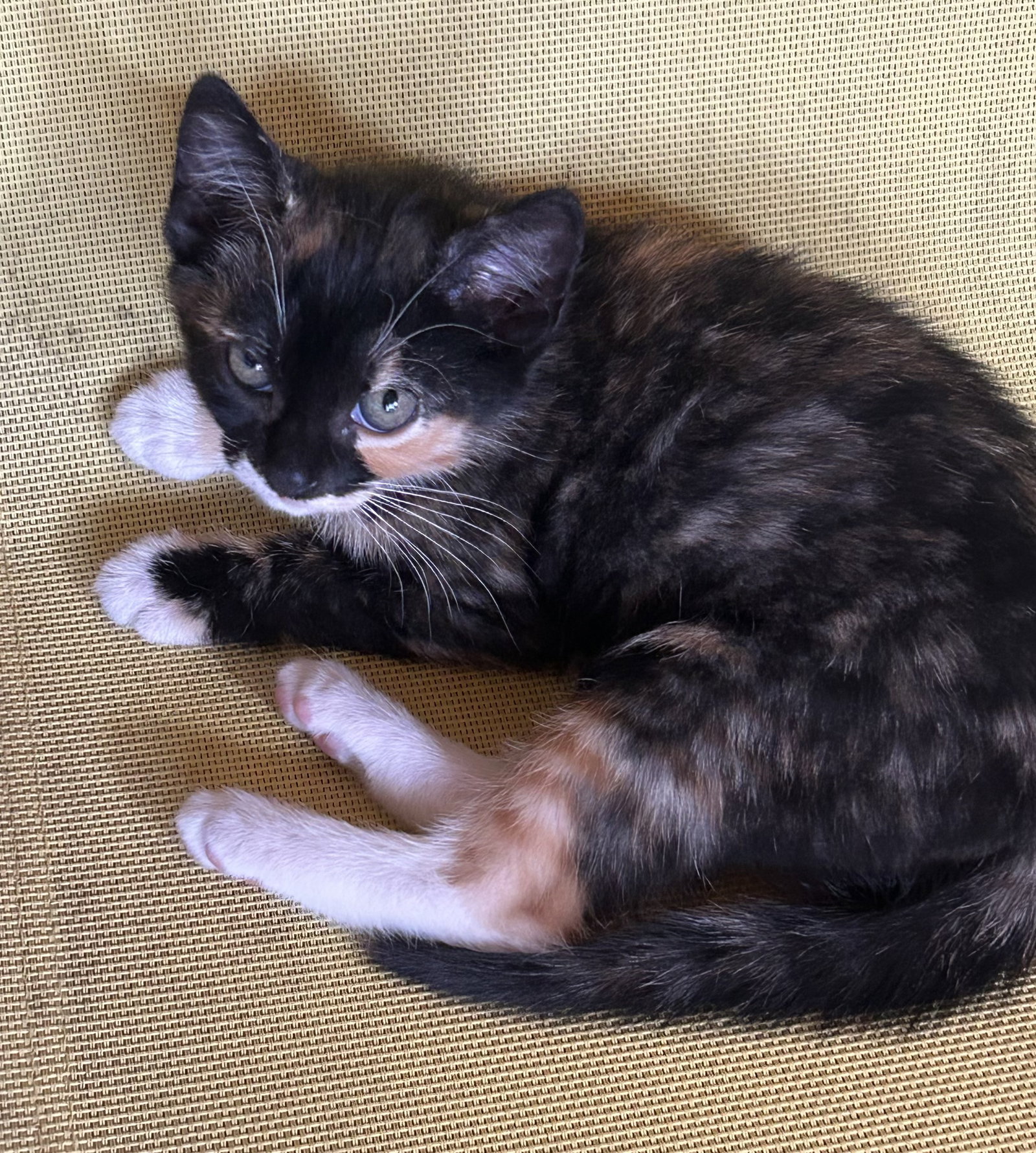 Callie3 Image