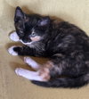 Callie3 - Photo 1