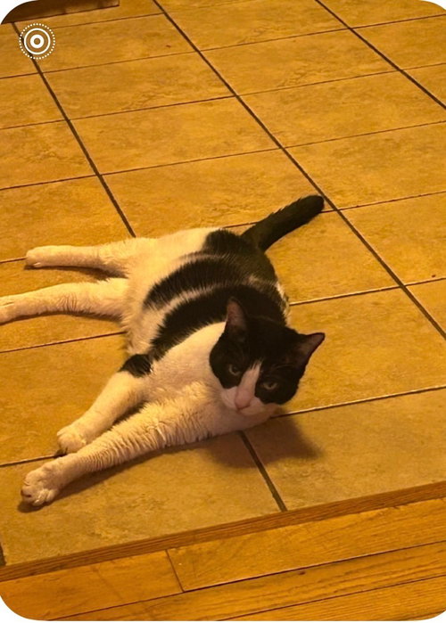 Hope, Adult Domestic Short Hair (short coat), cat for adoption in Valley Stream, New York