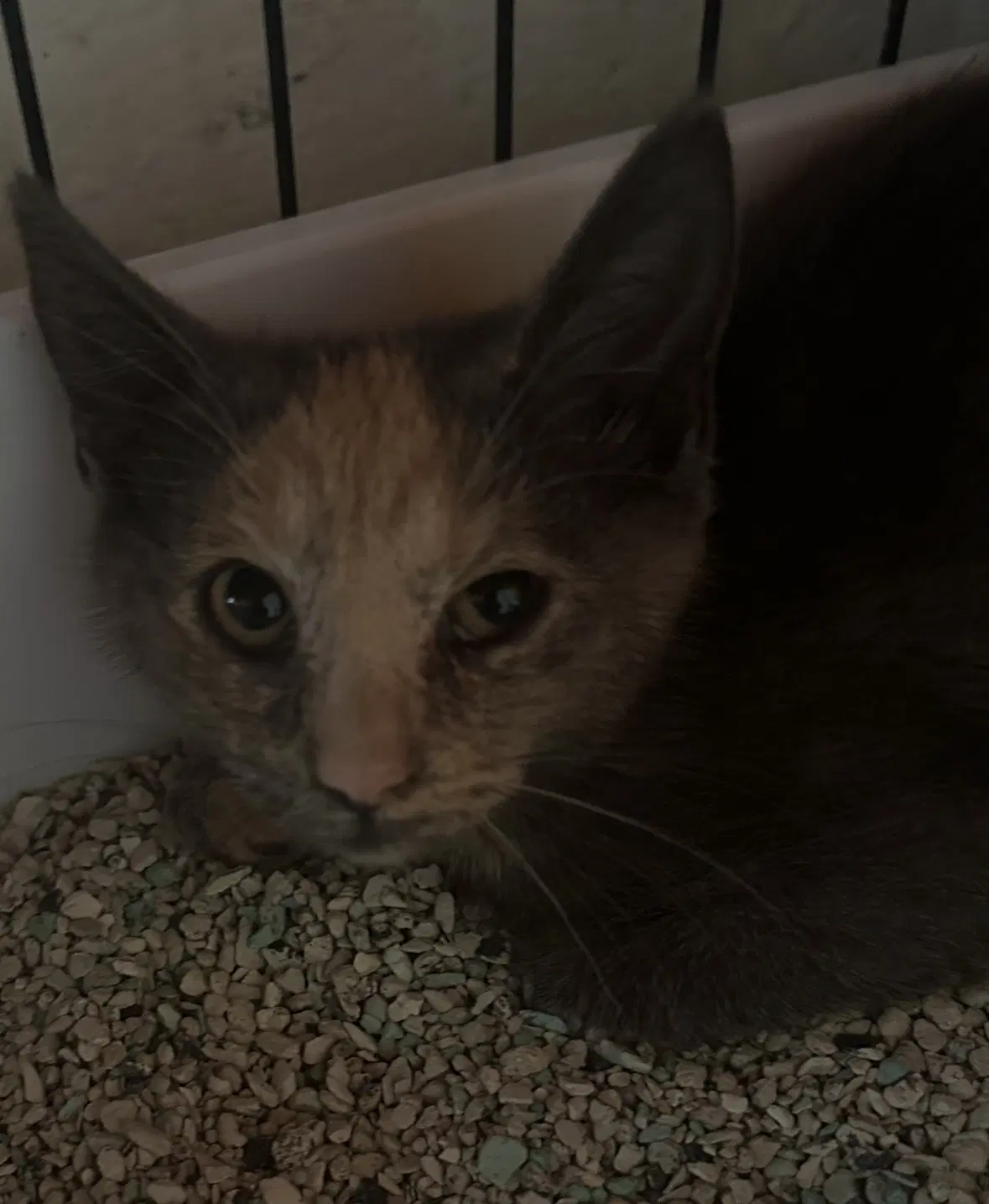 Dory - Domestic Short Hair