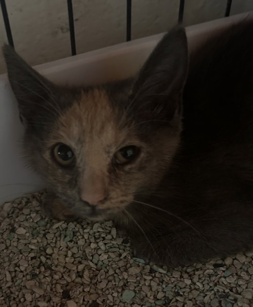 Dory, an adoptable Domestic Short Hair in Colonia, NJ