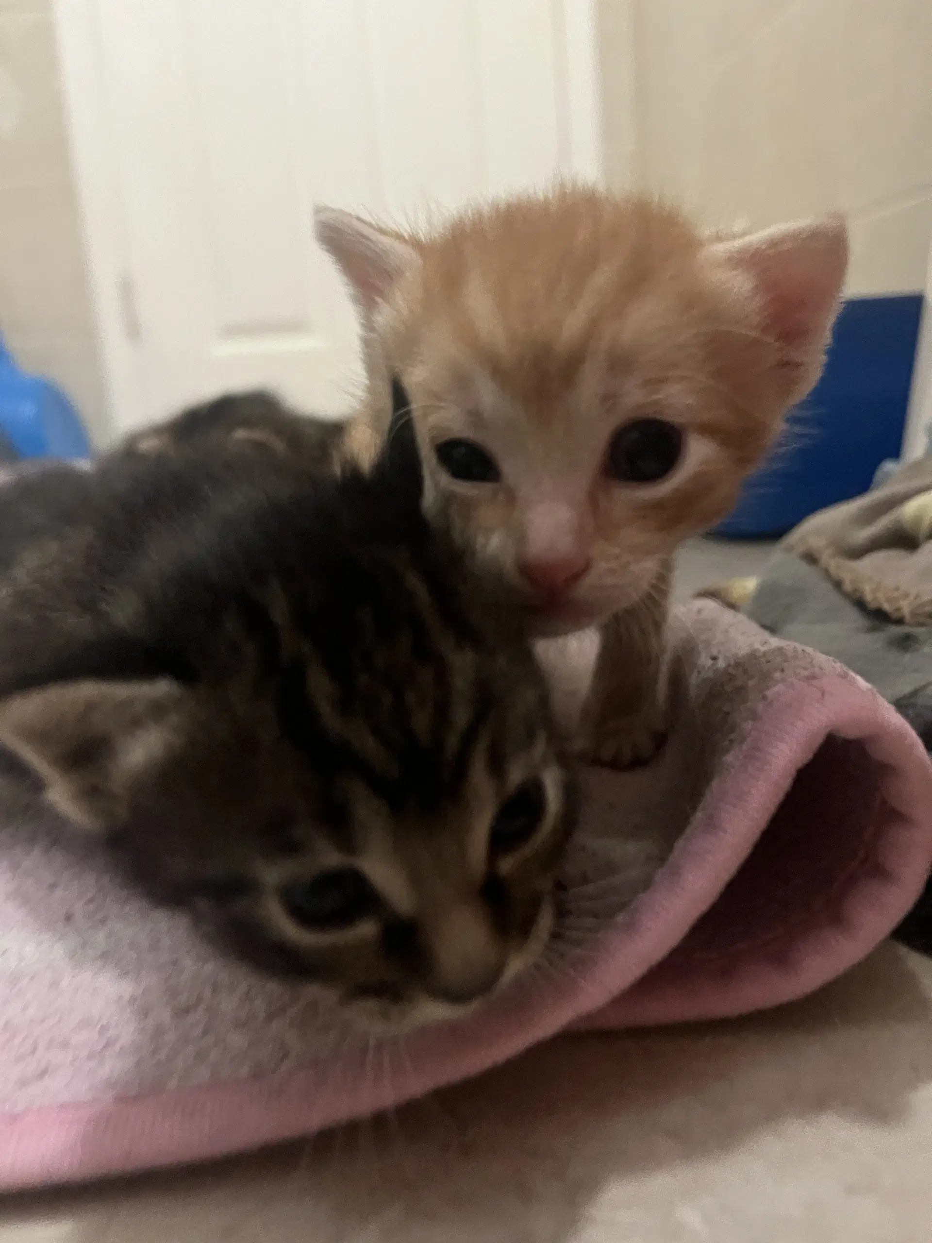 Sebastian - Domestic Short Hair