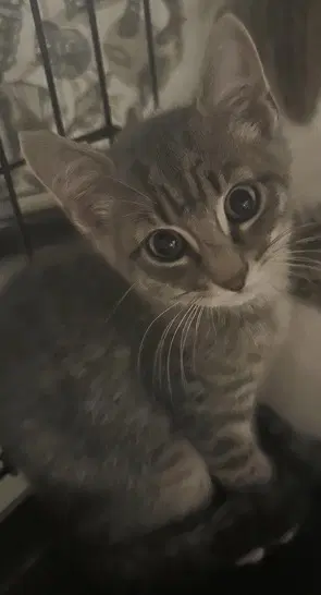 Brewster - Domestic Short Hair