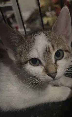 Mystic - Domestic Short Hair