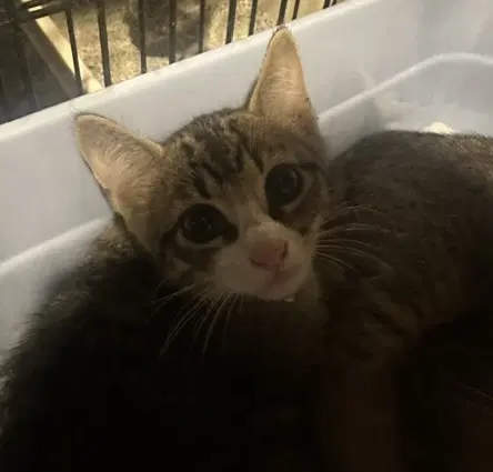 Preston - Domestic Short Hair