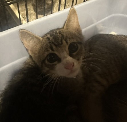 Preston, an adoptable Domestic Short Hair in Colonia, NJ