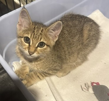 Bristol, an adoptable Domestic Short Hair in Colonia, NJ