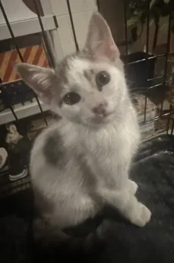 Harwich - Domestic Short Hair