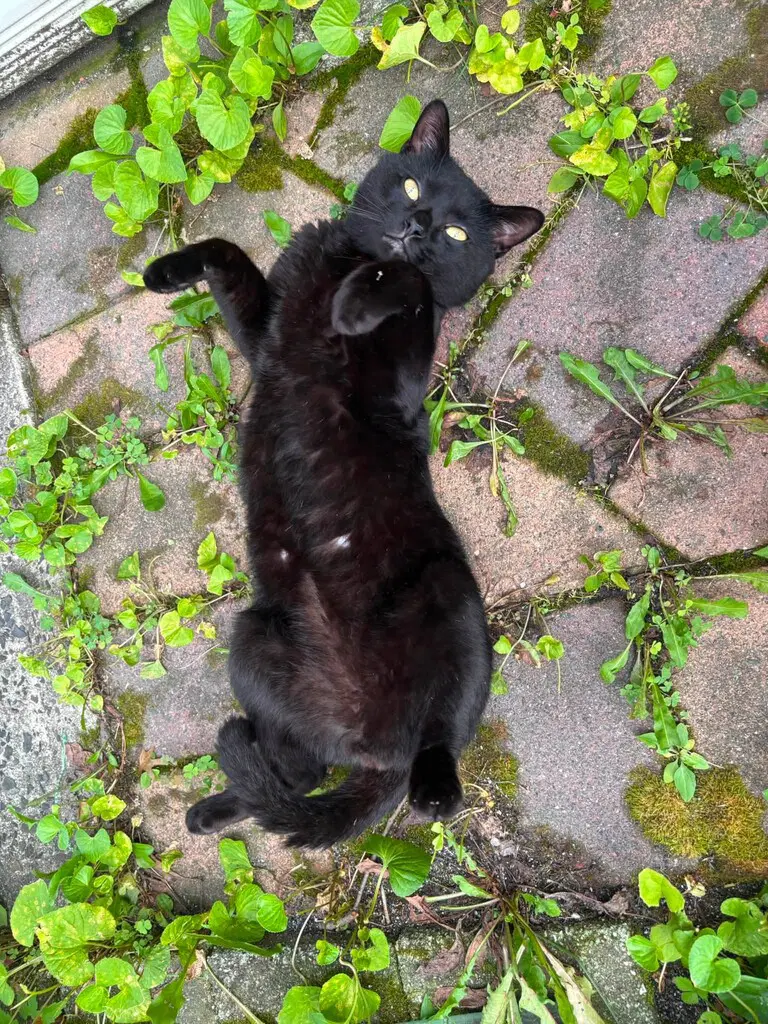 Romeo - Domestic Short Hair